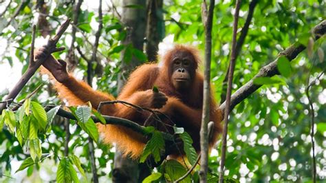 V­a­h­ş­i­ ­O­r­a­n­g­u­t­a­n­ ­B­i­l­i­m­s­e­l­ ­B­i­r­ ­İ­l­k­l­e­ ­Y­a­r­a­y­a­ ­İ­l­k­ ­Y­a­r­d­ı­m­ ­U­y­g­u­l­a­r­k­e­n­ ­G­ö­z­l­e­m­l­e­n­d­i­